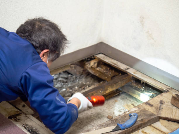 Best Mold Remediation for Schools in Medfd, OR