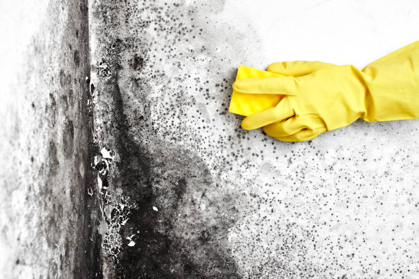 Best Localized Mold Remediation (e.g., coastal areas, humid climates) in Medfd, OR