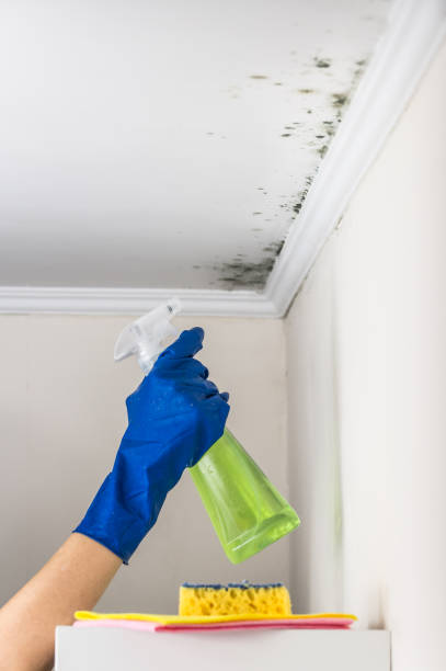 Best Post-Flood Mold Remediation in Medfd, OR